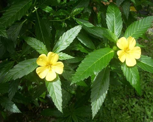 Damiana tác dụng làm lớn dương vật, kích thích ham muốn tình dục