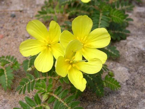 Tribulus tác dụng làm tăng kích thước dương vật