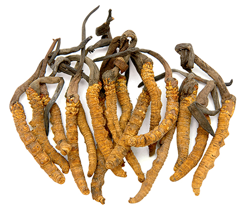 Viên uống đông trùng hạ thảo swanson cordyceps sinensis 120 viên