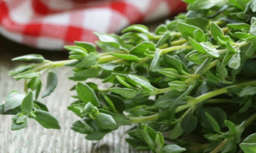 Húng tây, loại rau thơm phổ biến trong bữa ăn của người Việt. Ảnh: blogspot.
