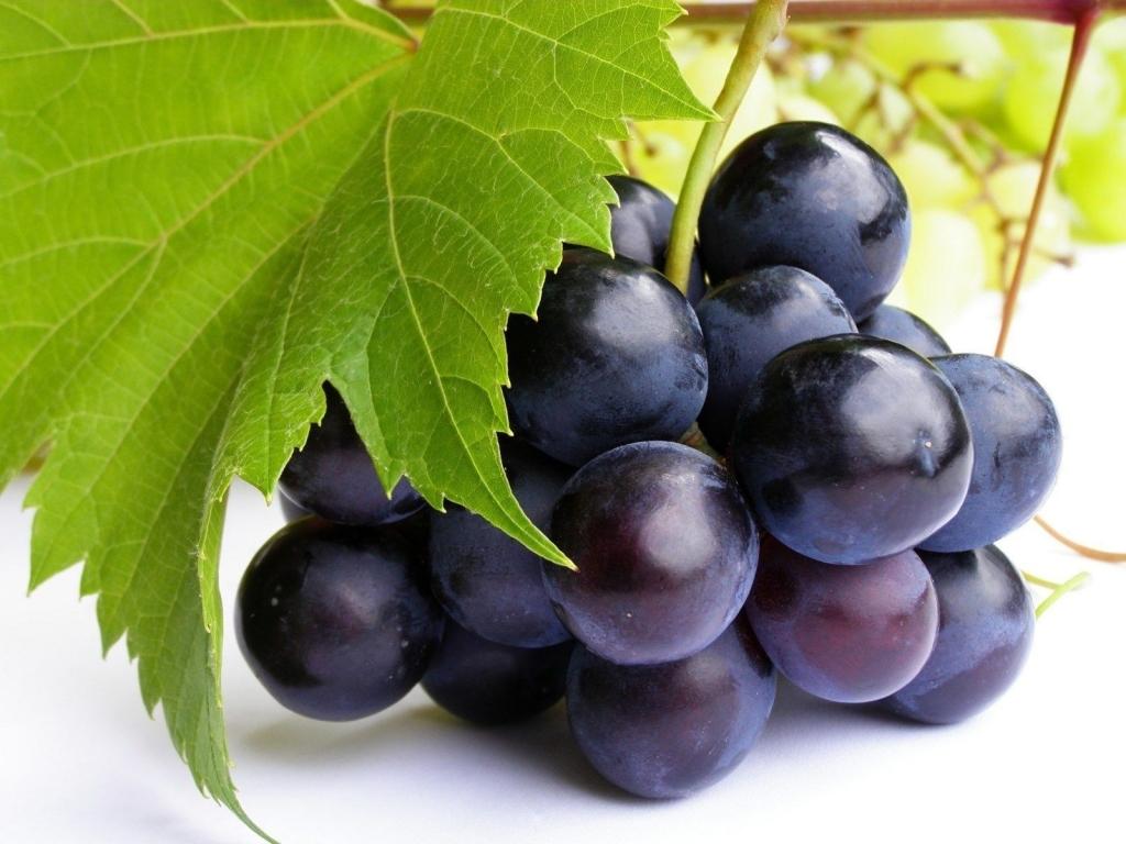 Resveratrol trong trái nho Pháp làm chậm quá trình lão hóa