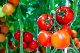 Cà chua giúp bảo vệ xương khớp, giảm đau khớp nhanh chóng