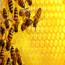 Mật ong: Thêm nhiều công dụng chưa ai biết