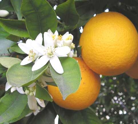Citrus aurantium thuộc họ cam giúp ngăn chặn sự thèm ăn