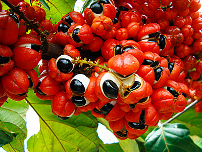 Guarana giúp bạn tăng cường năng lượng một cách hiệu quả