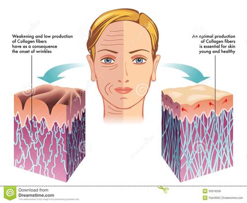 Cộng dụng của Collagen trong việc trẻ hóa làn da