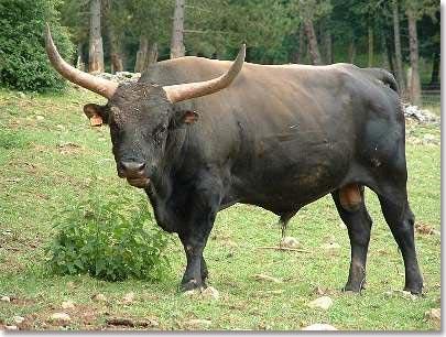 Sụn khí quản bò rừng hỗ trợ điều trị bệnh xương khớp
