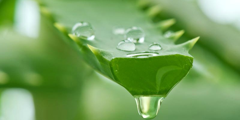 Kem dưỡng ẩm Aloe vera 2