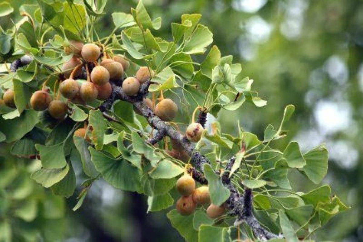 Swanson ginkgo biloba 24% 240 viên - viên uống bổ não và tăng cường trí nhớ