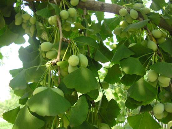 Swanson ginkgo biloba 24% 240 viên - viên uống bổ não và tăng cường trí nhớ