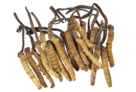 Cordyceps kala health - trùng thảo chay giúp tăng sức bền, tràn Đầy sức sống và năng lượng 90 viên