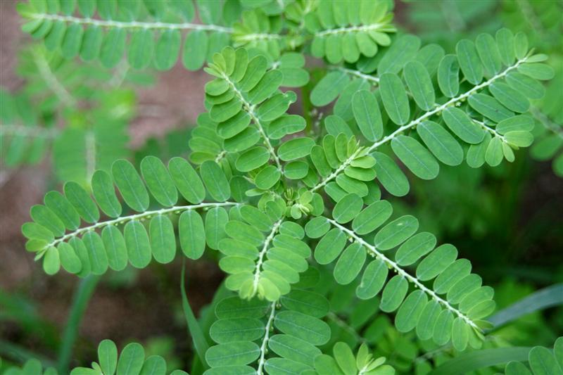 Chanca piedra – viên uống hỗ trợ điều trị sỏi thận 90 viên giải quyết các vấn đề sỏi thận và mật, cũng như các vấn đề khác liên quan đến tiết niệu