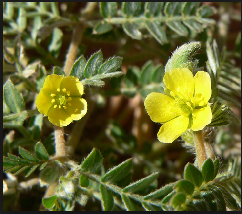 Tribulus Terrestris làm tăng lượng máu tới thận và làm tan sỏi thận