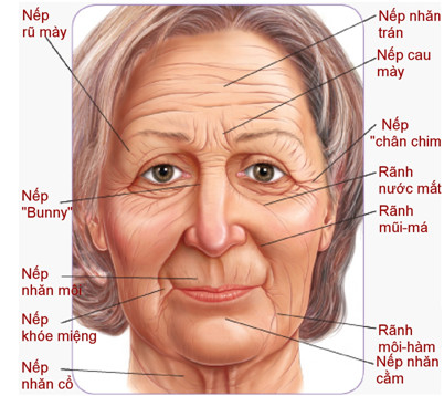 Neutrogena Ageless Anti-Wrinkle & Firming Cream Kem Chống Vết Nhăn Ban Đêm 0