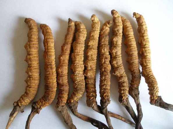 Đông trùng hạ thảo dược liệu quý đã được chứng minh công dụng