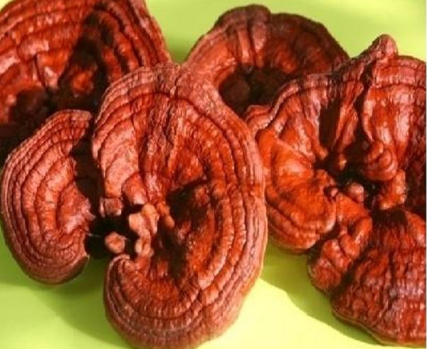 Nấm linh chi đỏ thúc đẩy sự làm việc của hệ thống miễn dịch