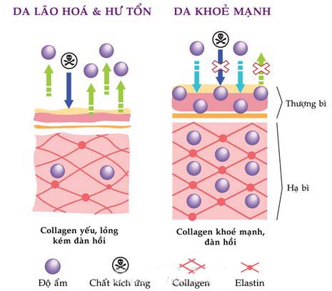 Umi collagen taurine & vitamin c 5000mg x 6 lon - nước uống giúp bồi bổ sức khỏe, làm đẹp da