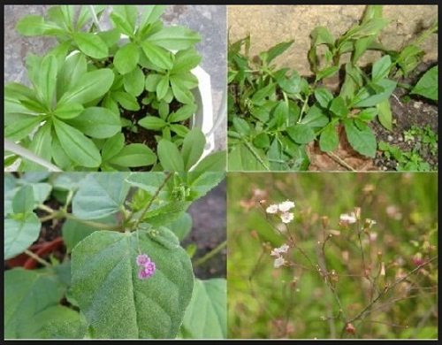 Thành phần chiết xuất từ Boerhaavia diffusa làm lợi tiểu và tác dụng kháng viêm