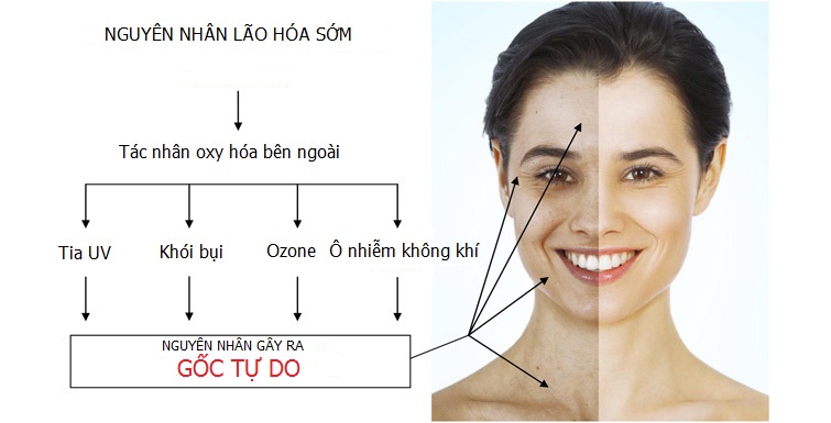 Nguyên nhân gây ra lão hóa da
