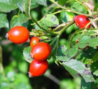 Thảo quả hoa hồng- nguồn Vitamin C tự nhiên