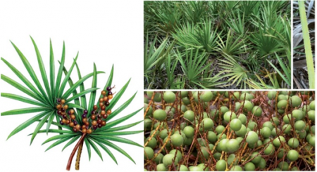 GNC Herbal Plus® Standardized Saw Palmetto chiết xuất từ quả Saw Palmetto