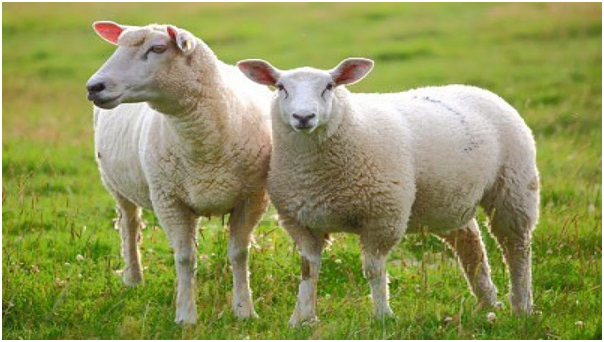 Lamb Placenta with Vitamin E chiết xuất tự nhiên từ nhau thai cừu