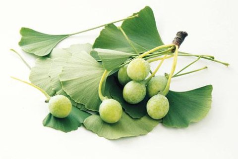 Cây bạch quả hoạt huyết dưỡng não