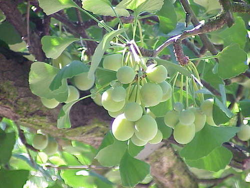 Puritan's pride ginkgo biloba 120 mg: viên uống bổ não, 100 viên