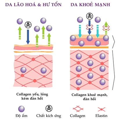 Cấu trúc lão hóa và da khỏe mạnh