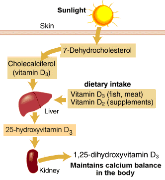 Vitamin D3 rất quan trọng trong quá trình tạo xương