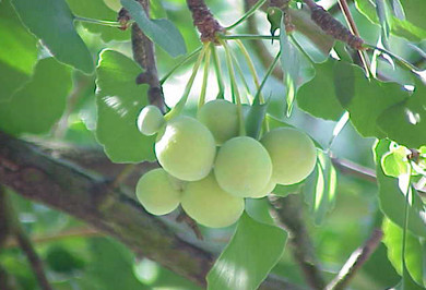 Ginkgo Biloba thành phần chính của Nature Made Ginkgo Biloba 30 mg