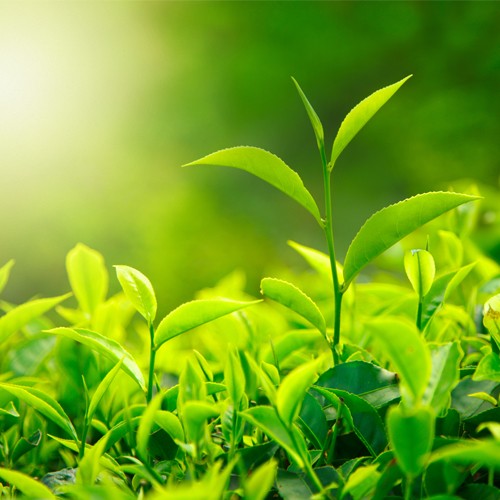 Suntheanine L-Theanine là hoạt chất thiên nhiên được tìm thấy trong trà