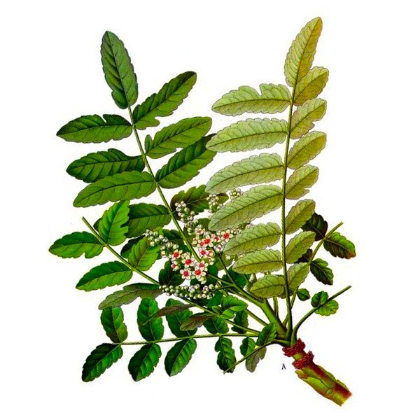 Cây Boswellia đã được nghiên cứu lâm sàng khẳng định hiệu quả cho phổi