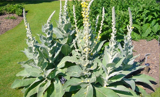 Cây Mullein được xem là một thảo dược trị ho, bổ phổi