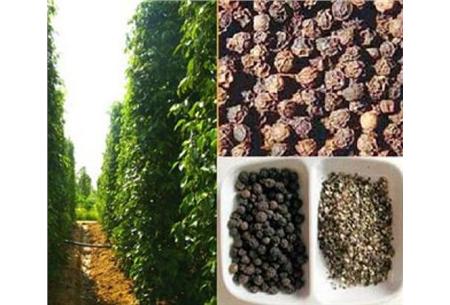 chứa đến 95-98% piperine