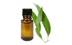 Tinh dầu khuynh diệp giúp khử trùng đường hô hấp và thông mũi