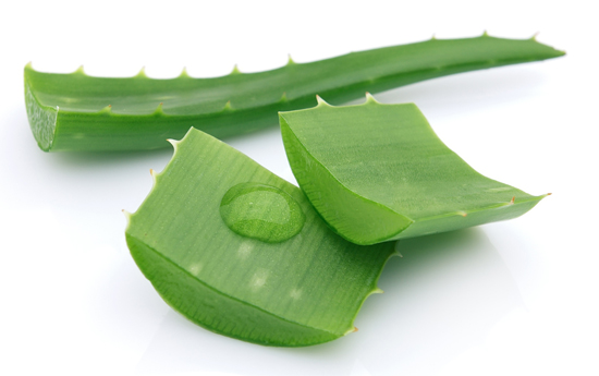 Wellesse Concentrated Liquid Herbal Supplement Aloe Vera chưa thành phần tự nhiên từ lô hội