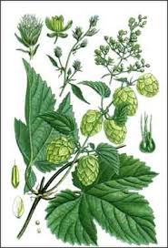 Tác dụng nổi bật của nature's way hops flowers