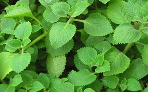 Vai trò thành phần của nature’s way oregano oil standardized