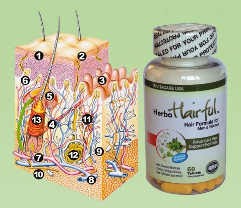 Viên uống trị rụng tóc - vitacare usa herba hairful, 60 viên