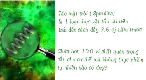 tảo xoắn