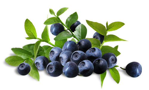 Viên uống bổ mắt bilberry fruit 470 mg thương hiệu swanson của mỹ 100 viên
