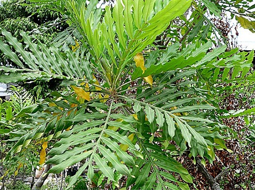 Viên uống tăng cường chức năng sinh lý nam giới swanson passion longjax eurycoma longifolia jack extract 30 viên