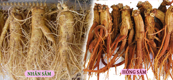 2. công dụng của cao hồng sâm nguyên chất
