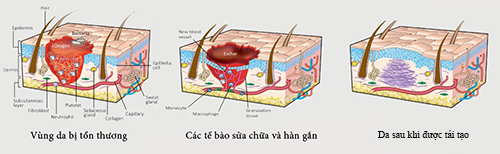 Viên uống tăng tế bào gốc duy nhất tại việt nam olimpiq stemxcell 2 x 60 viên