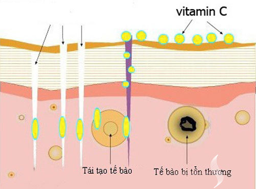 Kem làm trắng da của pháp fair & white gel creme exclusive whitenizer vitamin c 30ml