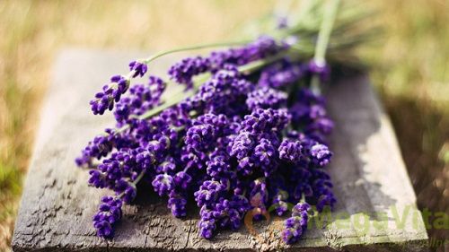 Sữa tắm dưỡng ẩm hoa oải hương - natural healing moisture lavender body shower. v