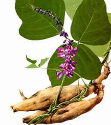 natrol logo