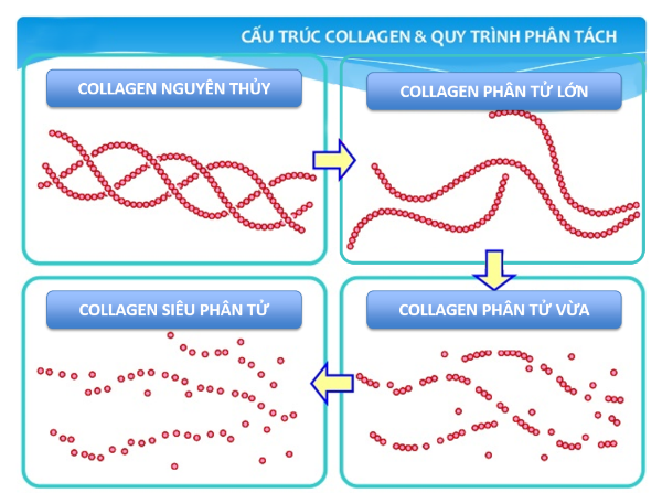 meiji collagen premium 5000mg dạng bột dành cho phụ nữ từ 40 tuổi trở lên 200g