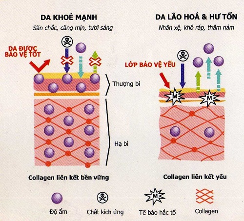 Nước uống Collagen làm trắng da Astalift Drink WhiteShield của Nhật Bản hộp 10 chai hình 4